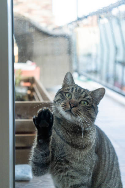 istock Domestic cat at home 1843416835