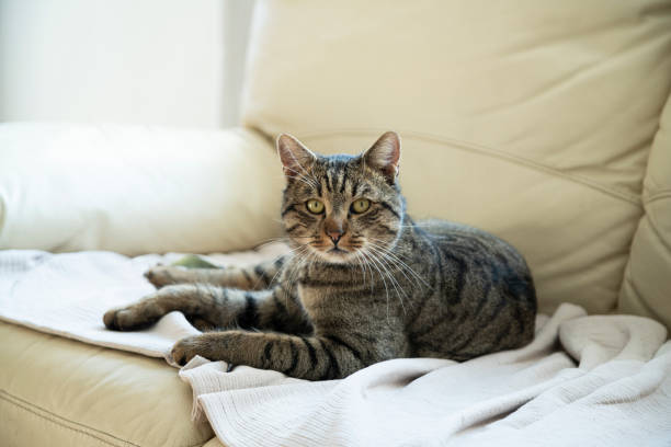 istock Domestic cat at home 1843418359