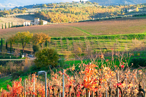 Vineyard in Autumn, Chianti region, Tuscany, Italy.