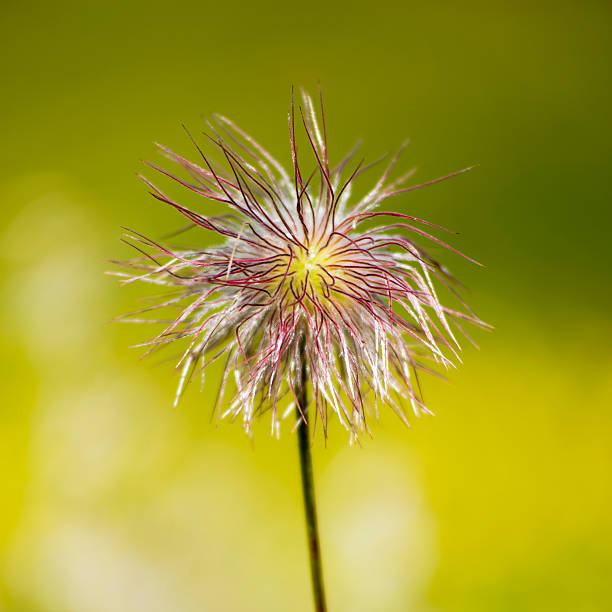 Pulsatilla vulgaris