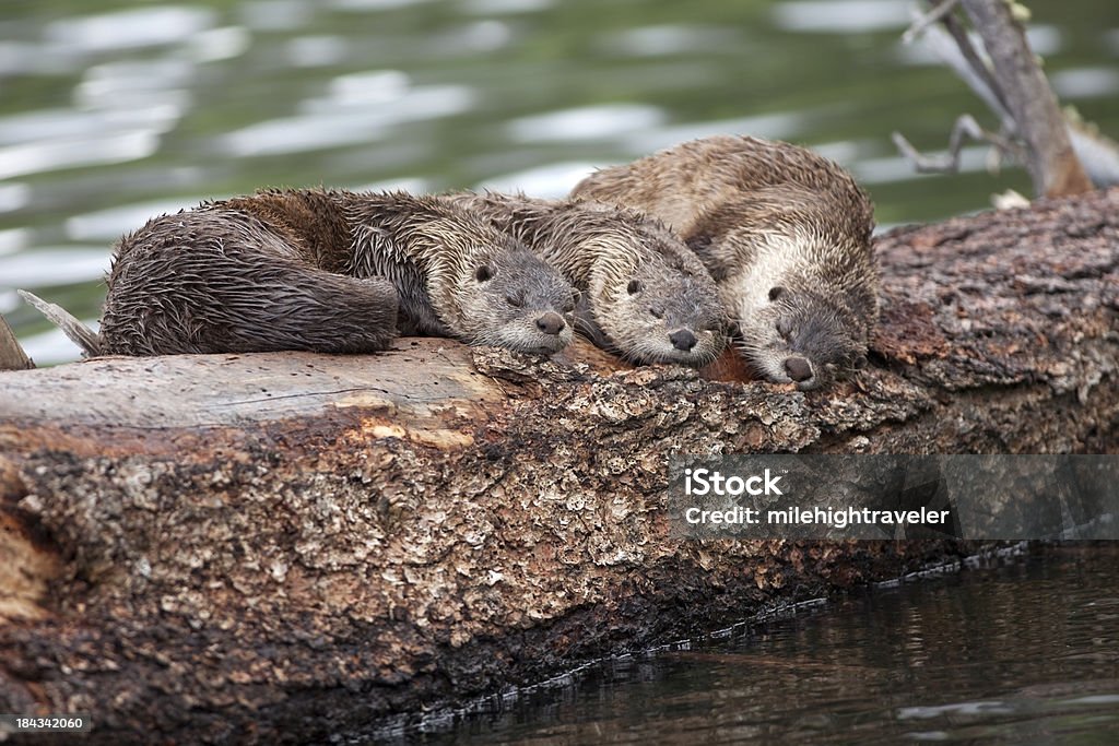 River otter Trio sleep on floating log Yellowstone NP Wyoming "A trio of otters sleep on a floating log in Trout Lake in Yellowstone National Park in Wyoming. The river otter is considered an uncommon species in Wyoming and the US Forest Service has declared them a Sensitive Species. There are laws protecting river otters in Colorado, Kansas, Nebraska, South Dakota, and Wyoming." River Otter Stock Photo