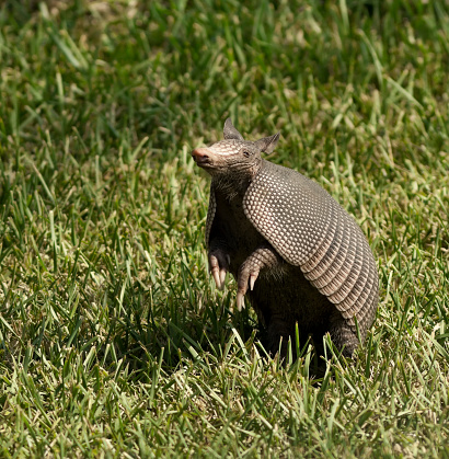 Yellow or Six-banded Armadillo, euphractus sexcinctus, Adult standing at Den Entrance