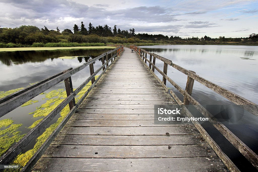 Swan Lake - Lizenzfrei Alge Stock-Foto