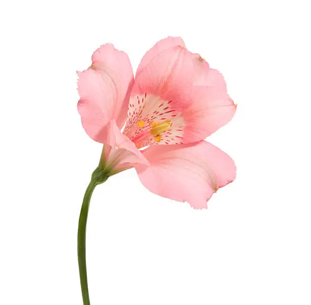 Pink flower on a white background.