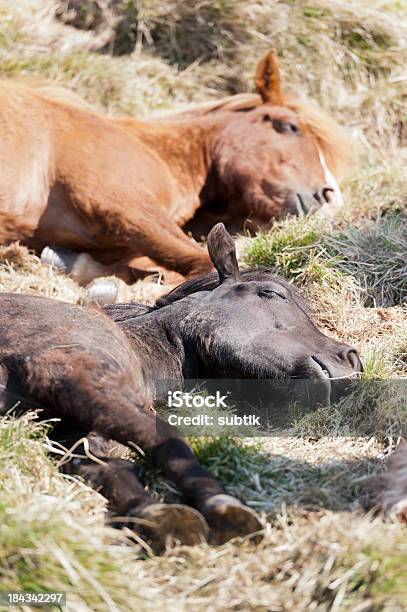 Icelandic Horses Stock Photo - Download Image Now - Animal, Black Color, Brown