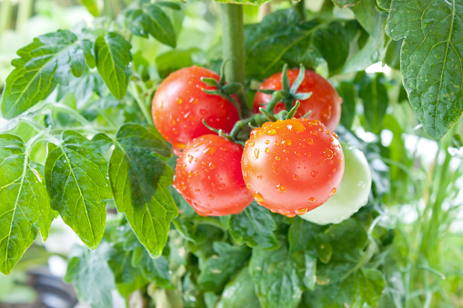 Closeup of cherry tomatoes on the vine