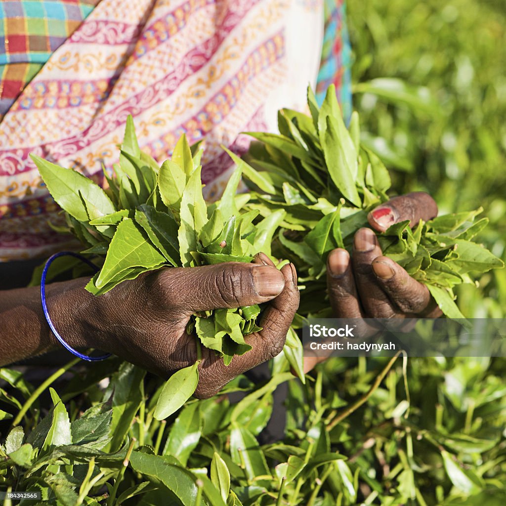 Tamil Musiker plucking Teeblätter auf plantation - Lizenzfrei Ernten Stock-Foto
