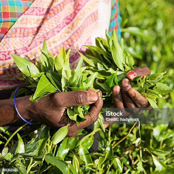 Tamil Musiker Plucking Teeblätter Auf Plantation Stockfoto und mehr Bilder von Ernten - Ernten, Kräuter, Pflücken