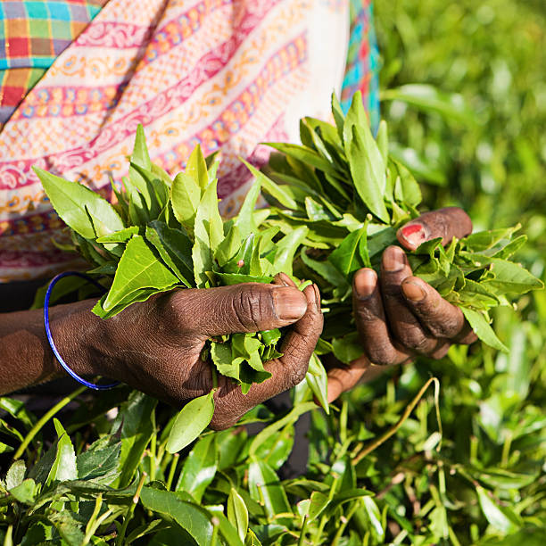 istock Tamil pickers plucking tea leaves on plantation 184342565