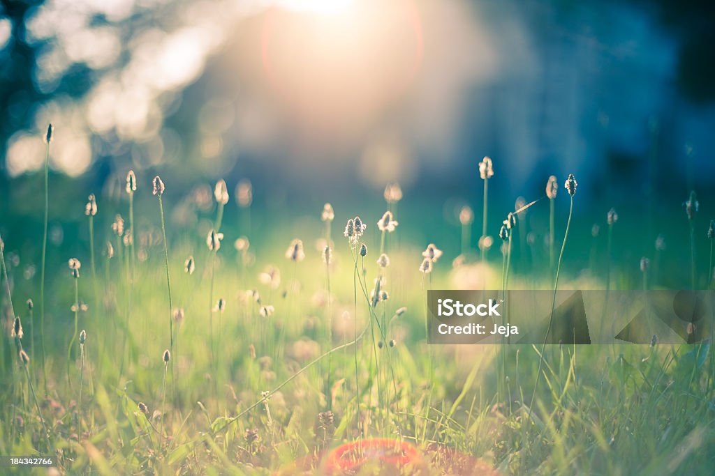 Morning in the field Early morning sun shining on wildflowers or weeds growing in a grassy field.  The foreground plants and grass are slightly out of focus, and shallow depth of field blurs everything behind the plants in the immediate foreground.  The sun appears as a bright glow shining from the top center of the frame. Bokeh effect is evident. Nature Stock Photo