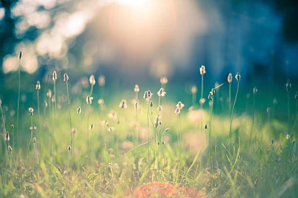 Morning in the field Early morning sun shining on wildflowers or weeds growing in a grassy field. The foreground plants and grass are slightly out of focus, and shallow depth of field blurs everything behind the plants in the immediate foreground. The sun appears as a bright glow shining from the top center of the frame. Bokeh effect is evident. extreme close up of blades of grass stock pictures, royalty-free photos & images