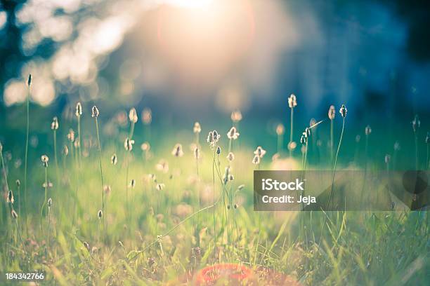 Morning In The Field Stock Photo - Download Image Now - Nature, Backgrounds, Springtime