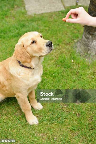 Alimentação O Cão - Fotografias de stock e mais imagens de Alimentar - Alimentar, Animal, Animal Doméstico