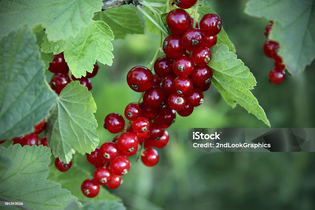 Cluster von roten Johannisbeeren hellen - Lizenzfrei Johannisbeere Stock-Foto