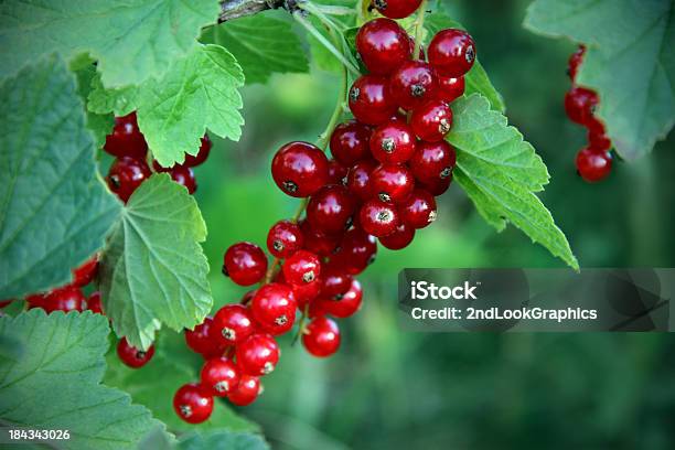 Grupo De Rojo Brillante Currants Foto de stock y más banco de imágenes de Grosella - Grosella, Arbusto, Baya