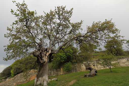 Old tree facing the walled sanctuary area -temenos- at the highest point of the acropolis, and false, IV century point-arched gate -propulaia- cut into a 4-meter-high block masonry. Apollonia-Albania.