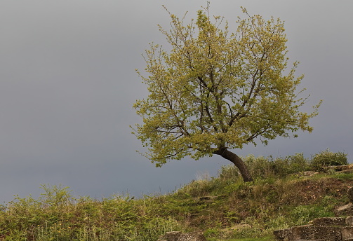 Lonely Valonia oak -Quercus ithaburensis macrolepis- growing on the hillside along the ancient city wall of huge, no binding stone blocks seen against a cloudy, rainy, smooth sky. Apollonia-Albania.
