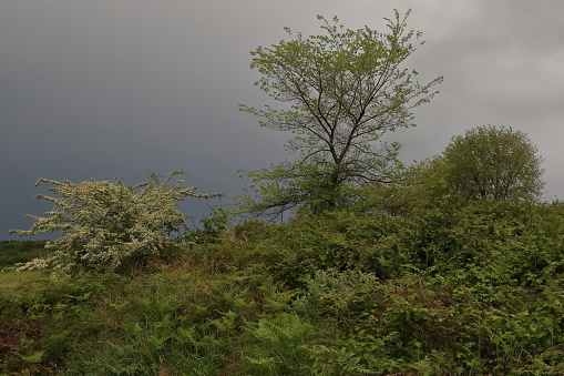 Flowering common hawthorn shrub -Crataegus monogyna- and Valonia oak trees -Quercus ithaburensis macrolepis- growing along the ancient city wall against a cloudy, rainy, smooth sky. Apollonia-Albania.