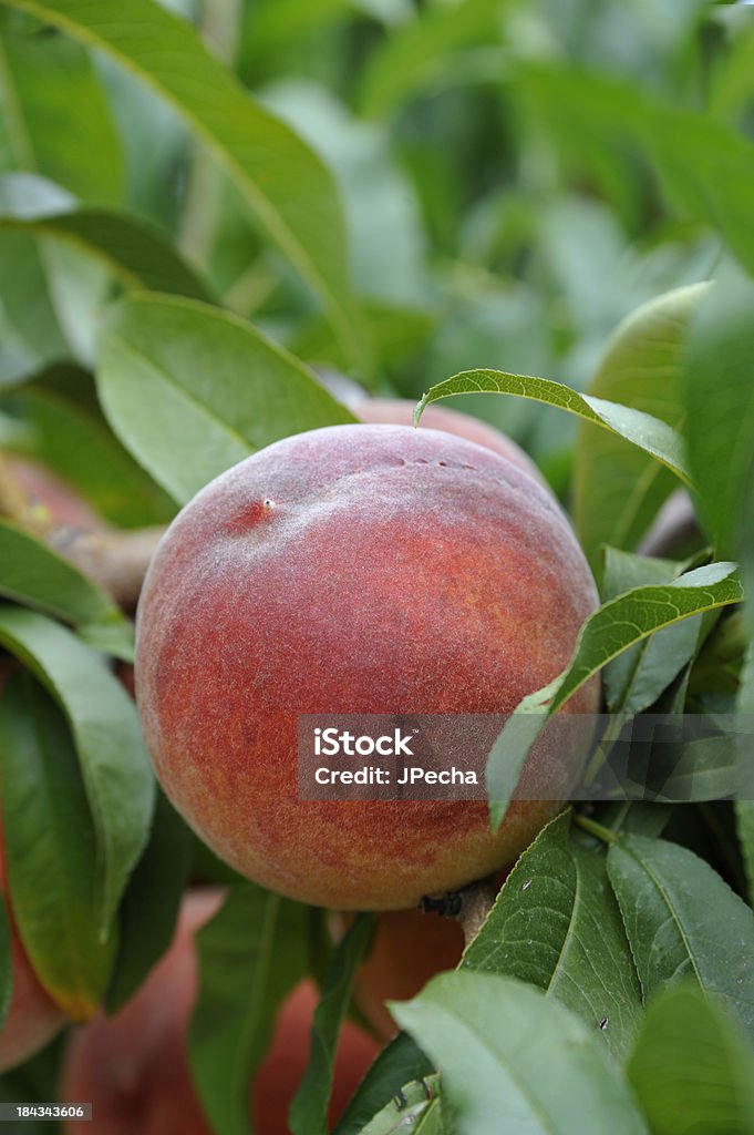 Nahaufnahme Pfirsich auf Ast flachen Schärfentiefe - Lizenzfrei Baum Stock-Foto