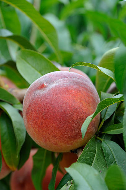 istock Close up Peach on Branch Shallow Depth of Field 184343606