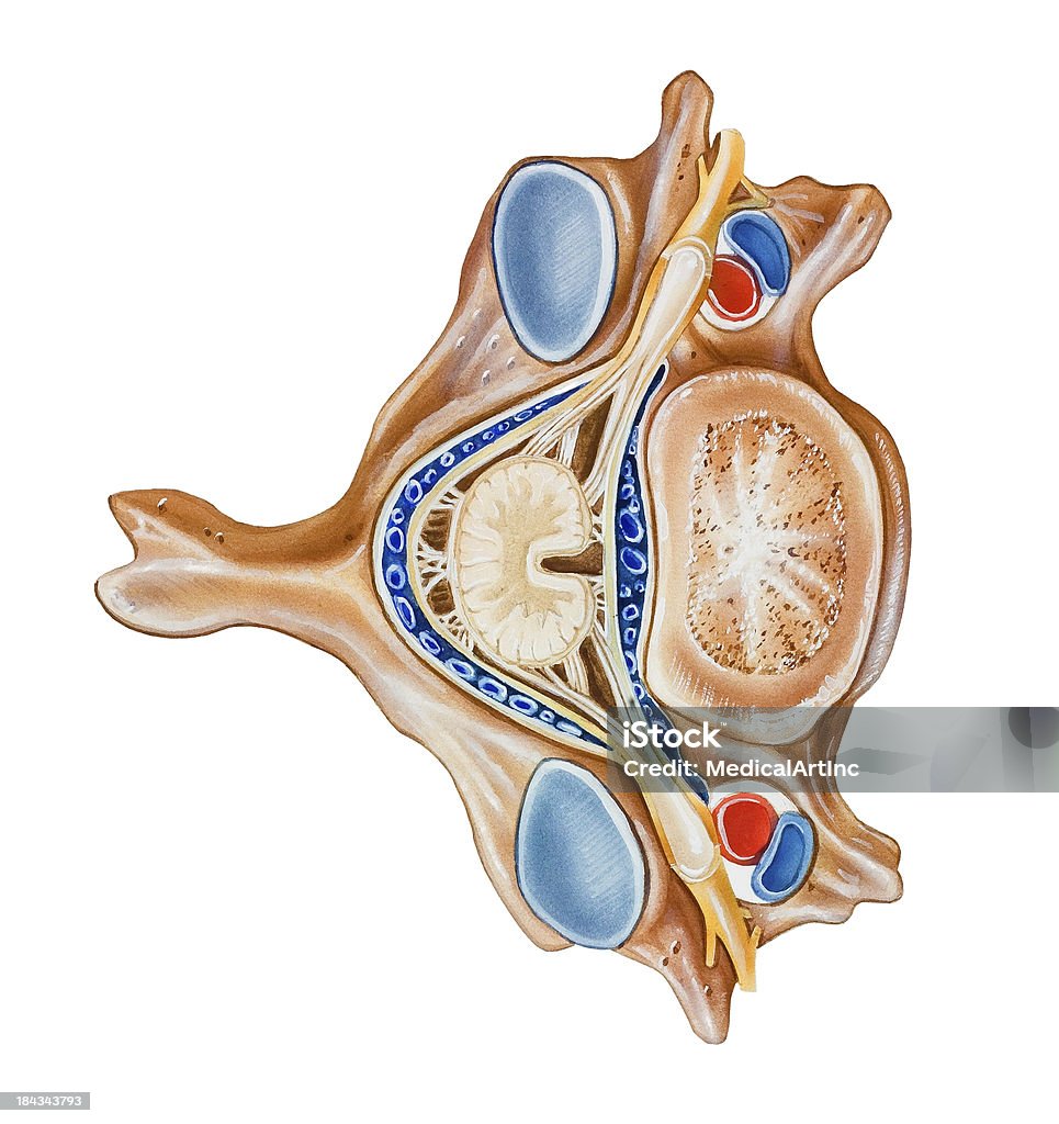 Spine - Vertebra "A normal human vertebra and its surroundings (top view). Shown are the vertebral body (left center), vertebral vein and artery (dark blue and red), spinal cord (in white, right center), spinal nerve root (yellow), and spinous process (far right center)" Anatomy stock illustration