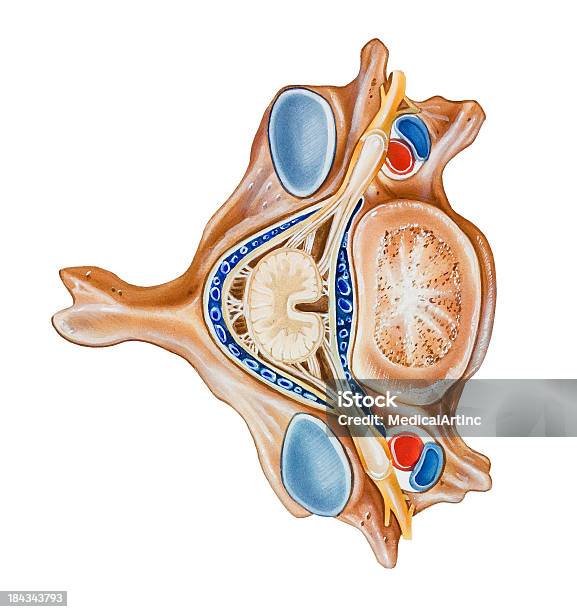 Spine Vertebra Stock Illustration - Download Image Now - Anatomy, Human Vertebra, Human Body Part