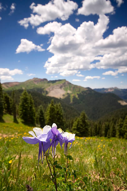 istock rocky mountain wildflower landscape 184343851