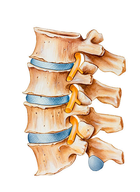 illustrations, cliparts, dessins animés et icônes de colonne vertébrale-nerfs rachidiens les irritations - spinal nerve