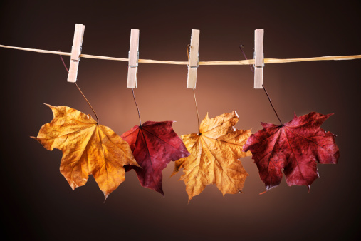Autumn colored maple leaves hanging on clothes line - XXXL image