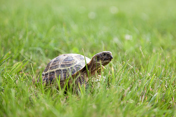 turtle en hierba - turtle grass fotografías e imágenes de stock