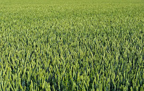 Photo of Wheatfield green crop