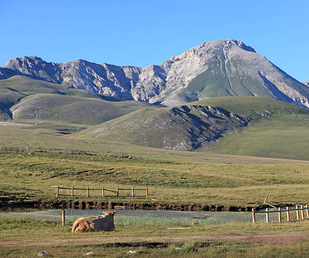 istock Cow by a pond on Campo Imperatore, Abruzzi Italy 184344245