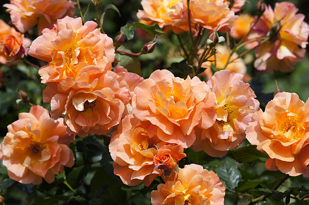 istock Rose flowers Westerland 184344381
