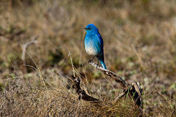 Mountain Bluebird in a Meadow The pale blue male Mountain Bluebird (Sialia currucoides) is one of the most beautiful birds of the western United States. This bluebird lives in more open terrain than the other two bluebirds and may nest in holes in cliffs or dirt banks when tree hollows are not available. It often forages for insects while hovering low over open fields. Its diet also includes berries, especially during the winter. During the winter, Mountain Bluebirds often gather in large flocks. This bluebird was photographed in an open meadow near Bryce Point Turnoff in Bryce Canyon National Park, Utah, USA. jeff goulden bryce canyon national park stock pictures, royalty-free photos & images