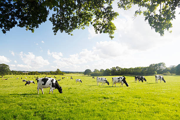 Dairy Cattle under a Summer Sky. Friesian cattle in a farmers field taken from under a tree. grazing stock pictures, royalty-free photos & images
