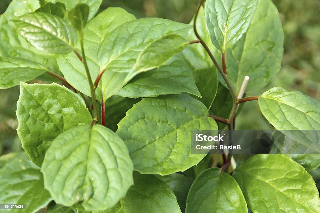 Schisandra chinensis-Lemonwood - Lizenzfrei Alternative Medizin Stock-Foto