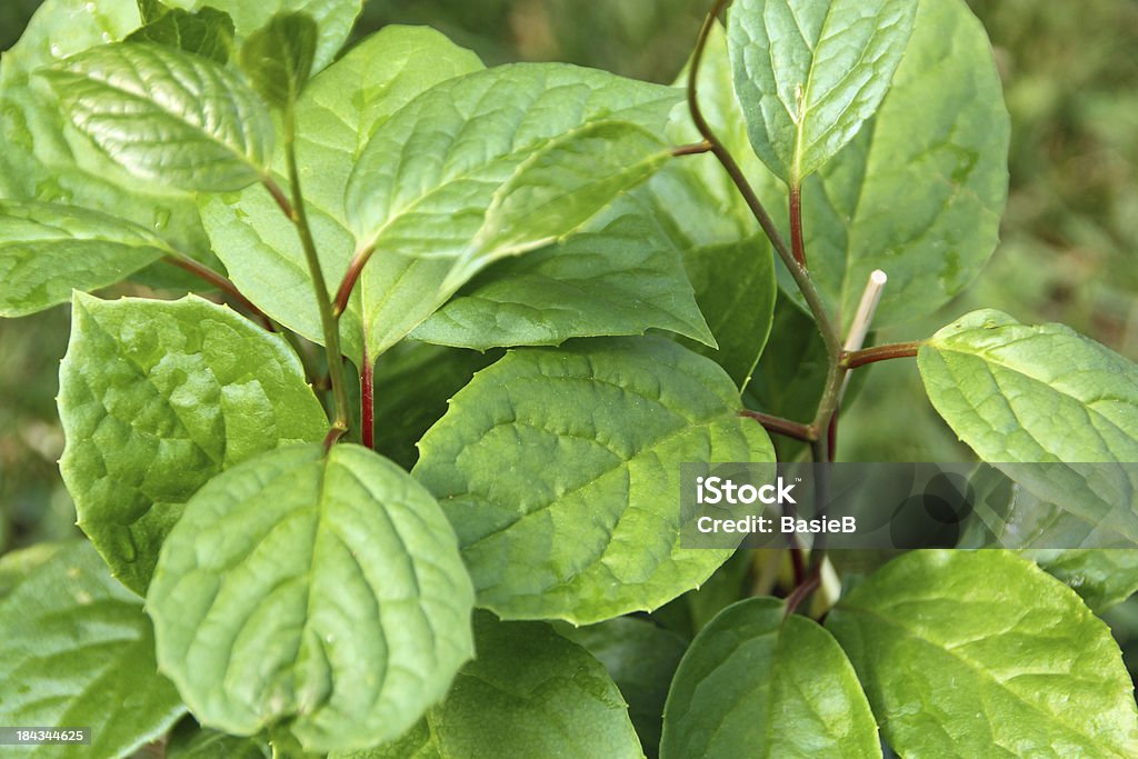 Schisandra chinensis-Lemonwood - Foto stock royalty-free di Camellia sinensis