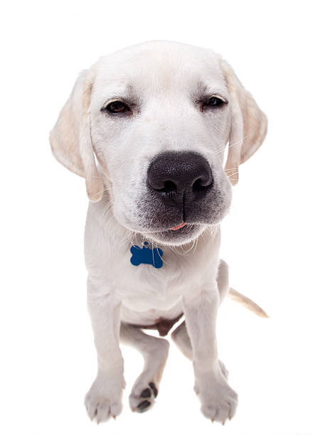 istock Yellow lab puppy looking unhappy 184344632