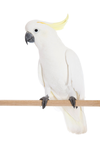 A Sulphur Crested Cockatoo on perch.