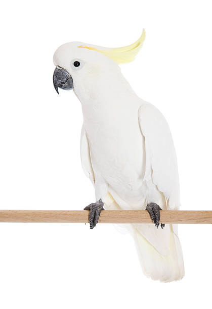 Cockatoo Perch A Sulphur Crested Cockatoo on perch. sulphur crested cockatoo photos stock pictures, royalty-free photos & images