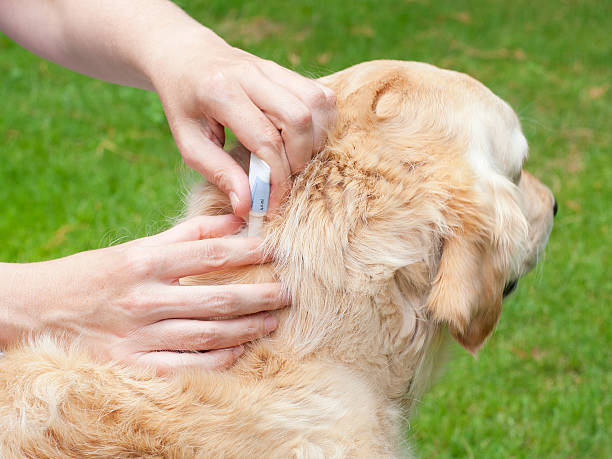 istock Tick prevention on a golden retriever 184344790