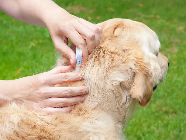 Tick prevention for Dogs with a Spot-On