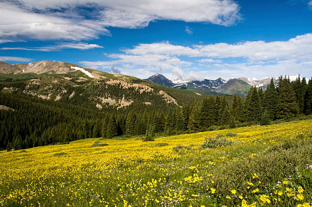 Field of Sunflowers in the Rocky Mountains "A field of sunflowers in the Colorado Rocky Mountains in Breckenridge.  Image captured in August at an elevation of 10,500 feet in the area of Breckenridge." summit county stock pictures, royalty-free photos & images