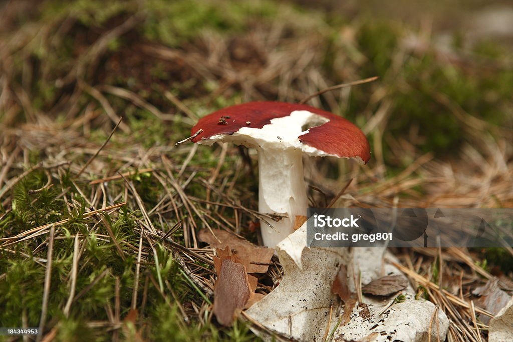 XXXL toxiques Champignon vénéneux - Photo de Amanite parcivolvata libre de droits