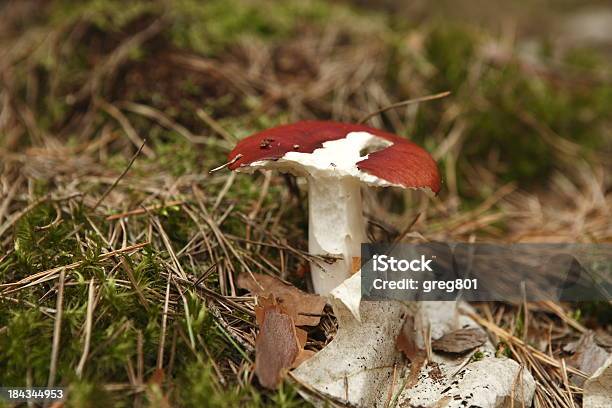 Foto de Cogumelo Venenoso Xxxl Tóxicas e mais fotos de stock de Agárico - Amanita - Agárico - Amanita, Amanita parcivolvata, Biologia