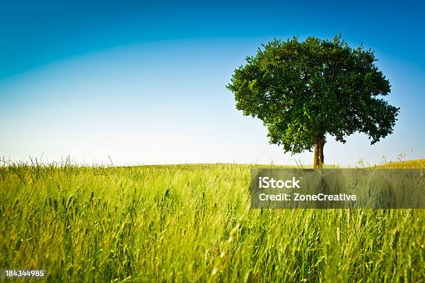 Photo libre de droit de Vert Extérieur Champ Magnifique Paysage Avec Arbre Et Bleu Ciel banque d'images et plus d'images libres de droit de Agriculture