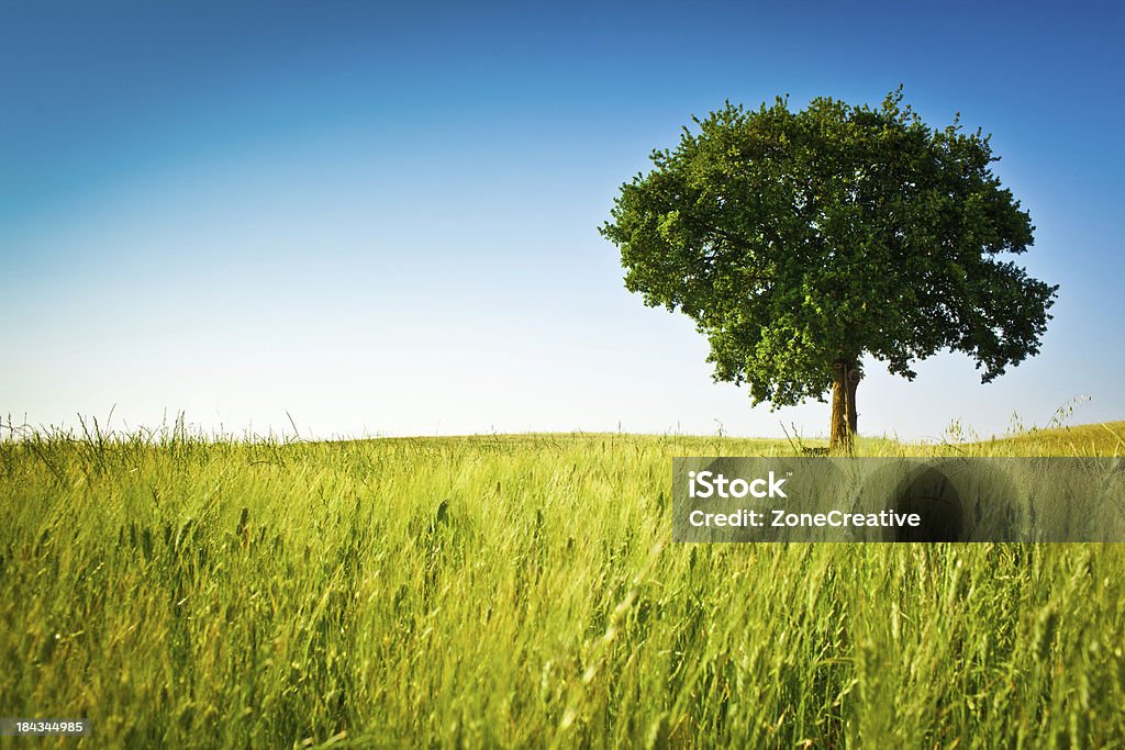 야외 버처 필드 풍경, 아름다운 나무, 파란 하늘 - 로열티 프리 0명 스톡 사진