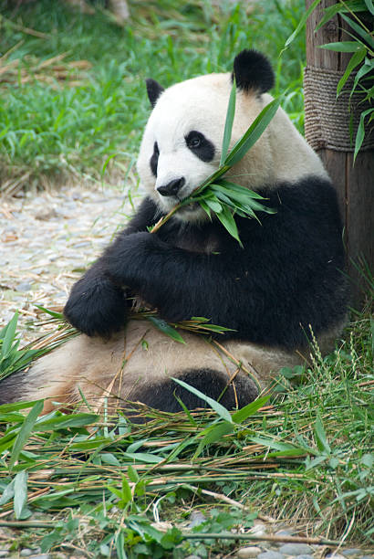 パンダ食事を - panda giant panda china eating ストックフォトと画像