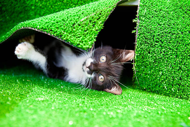 kitten stock photo