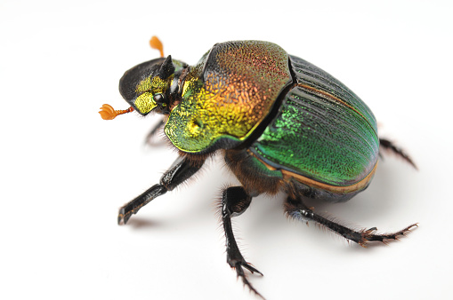 macro image of a beautiful female rainbow scarab. very shallow depth of field, focus is on the left side of her head.